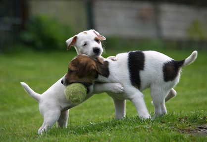 Hunde OP-Schutz